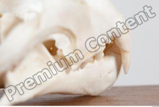 Skull photo reference 0083